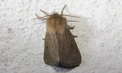 Paracles fusca