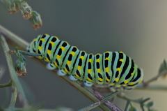 Papilio