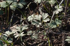 Callirhoe involucrata