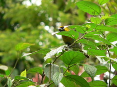 Caryothraustes poliogaster