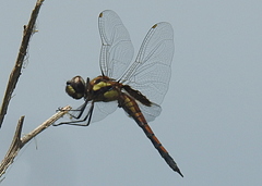 Tramea cophysa
