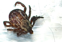 Dermacentor andersoni