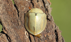 Paraselenis