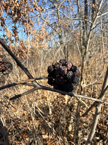 midwestern carrionflower (Smilax lasioneuron)