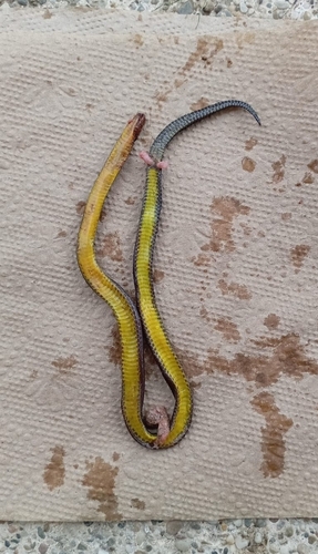 Modest Ground Snake