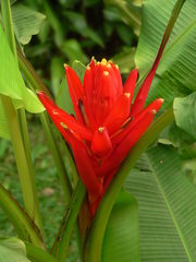 Musa coccinea