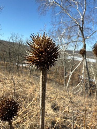 Eastern purple-coneflower