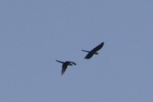 Military Macaw (Ara militaris), photo 4