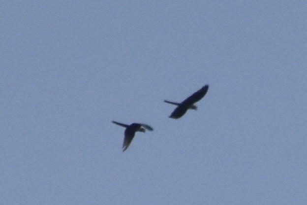 Military Macaw (Ara militaris), photo 2