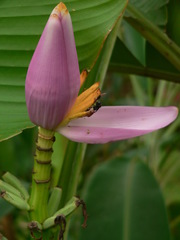 Musa ornata