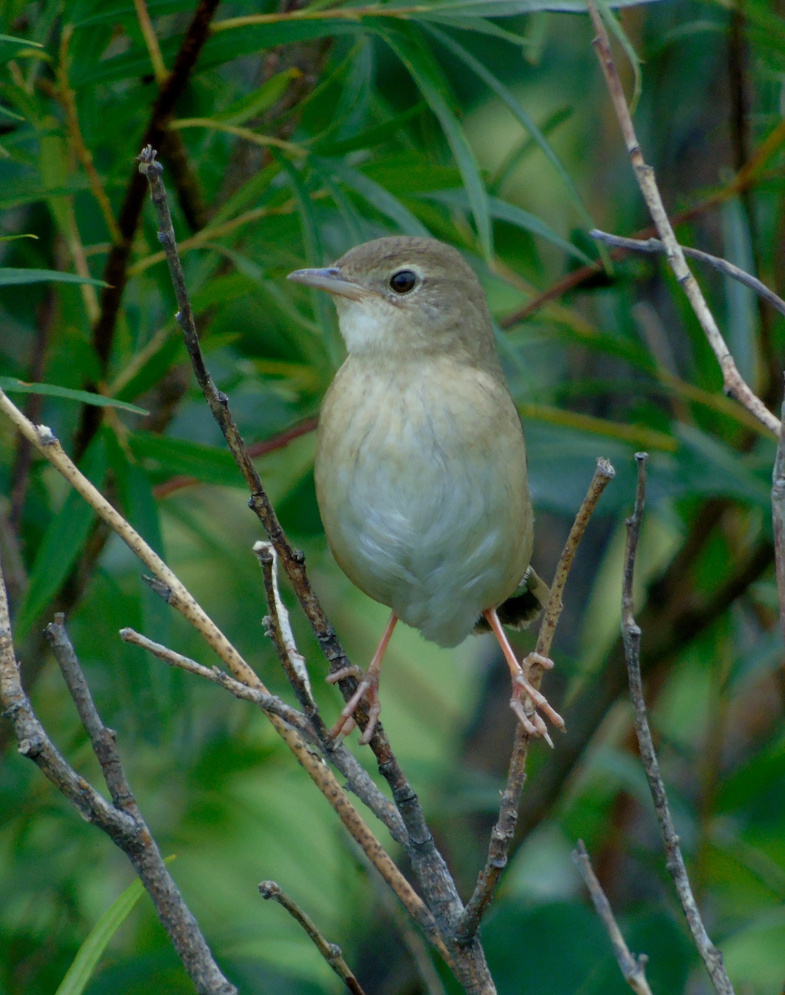 Chinese Bush Warbler