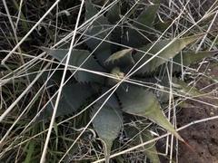 Agave parryi