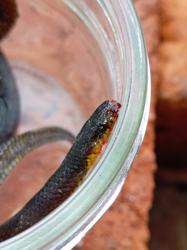 Modest Ground Snake