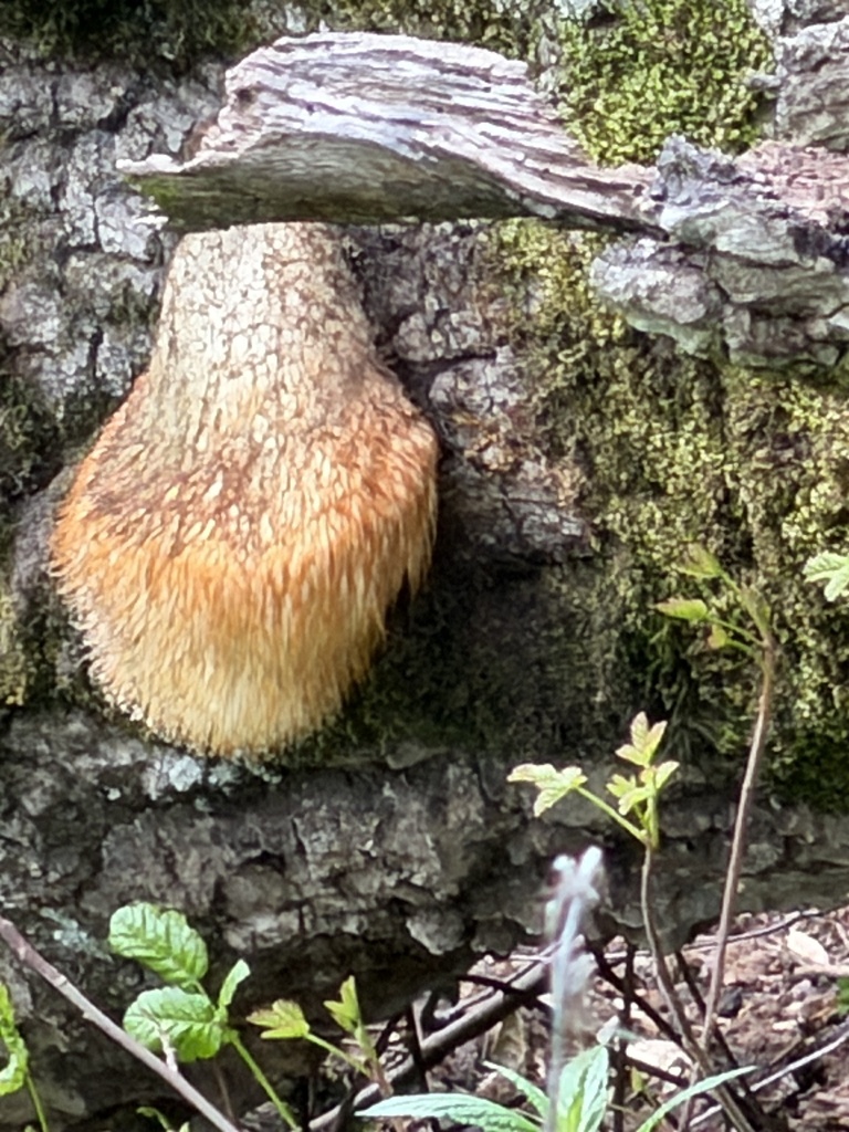 Hericium oregonense