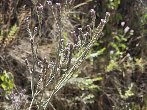 Brazilian vervain