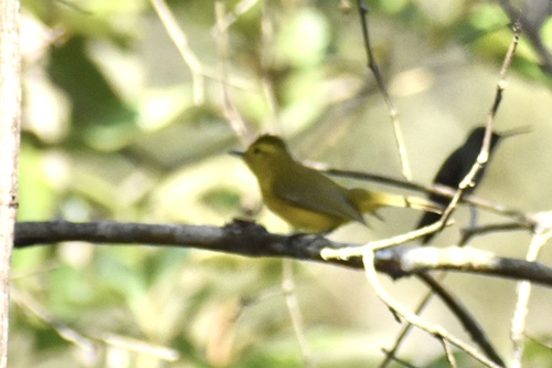 Golden Vireo (Vireo hypochryseus), photo 3