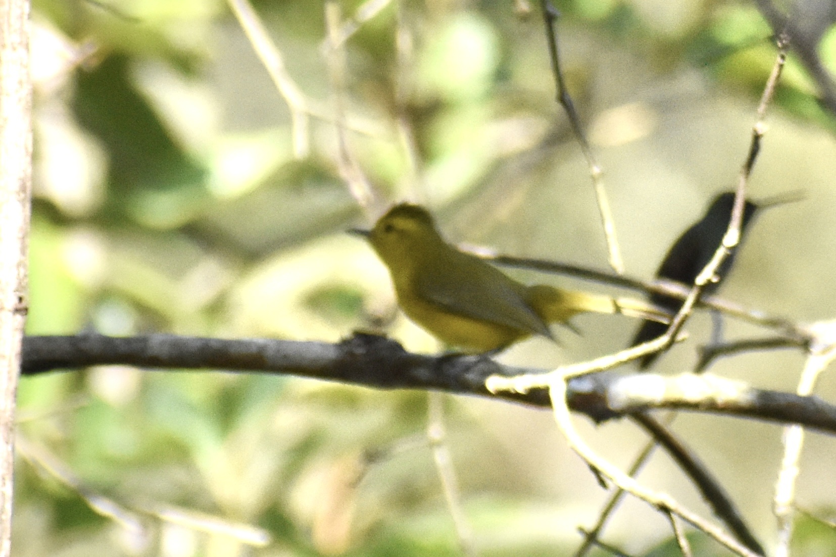 Golden Vireo (Vireo hypochryseus), photo 3