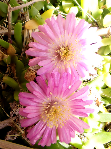 Disphyma papillatum, photograph 5