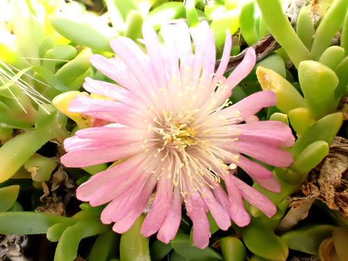 Disphyma papillatum, photograph 6
