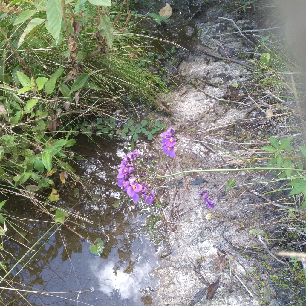 Utricularia longifolia Gardner 4