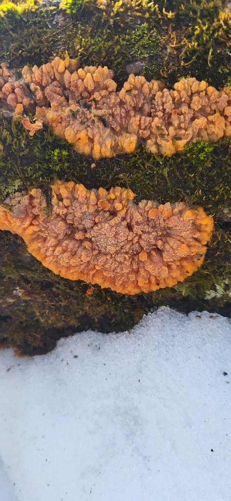Phlebia radiata · February 2026 · photo: © benmeredyk (iNaturalist, cc-by)