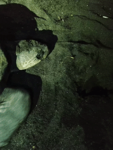 Olive Ridley Sea Turtle (Lepidochelys olivacea)