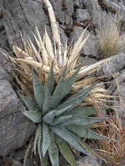 Agave simplex