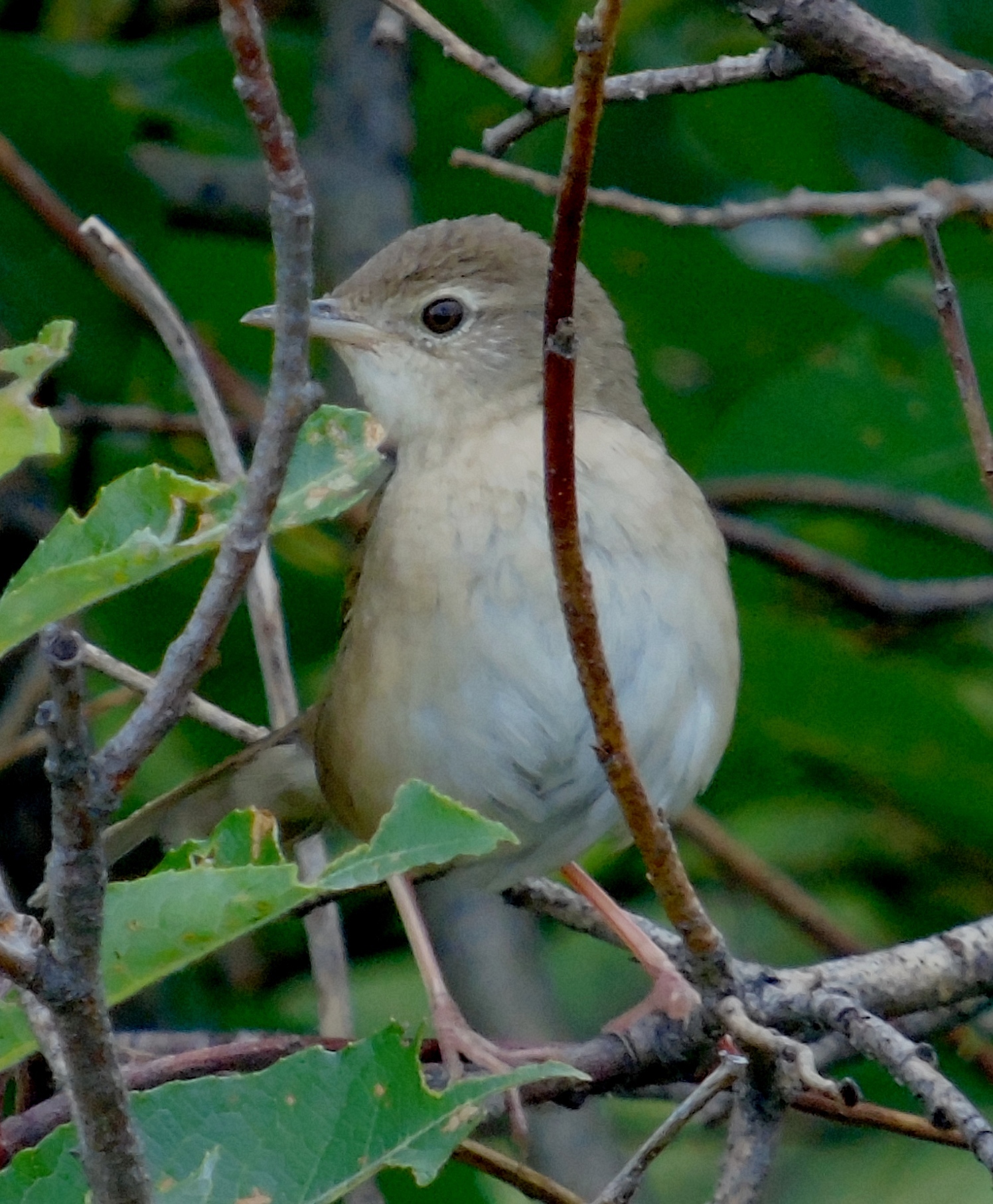 Chinese Bush Warbler