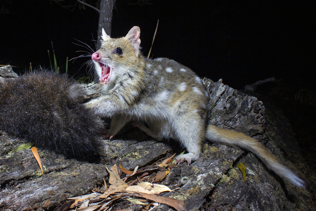 Quolls