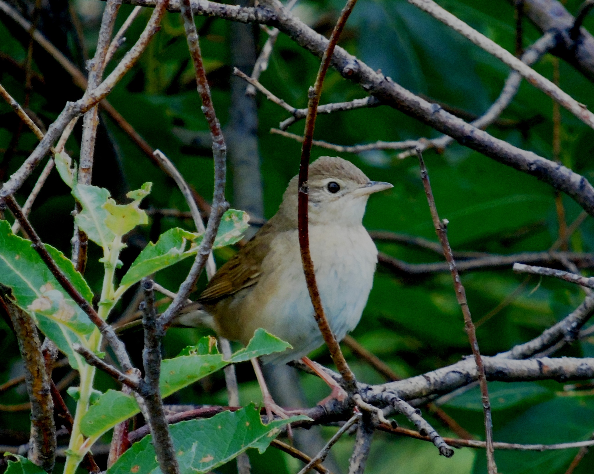 Chinese Bush Warbler