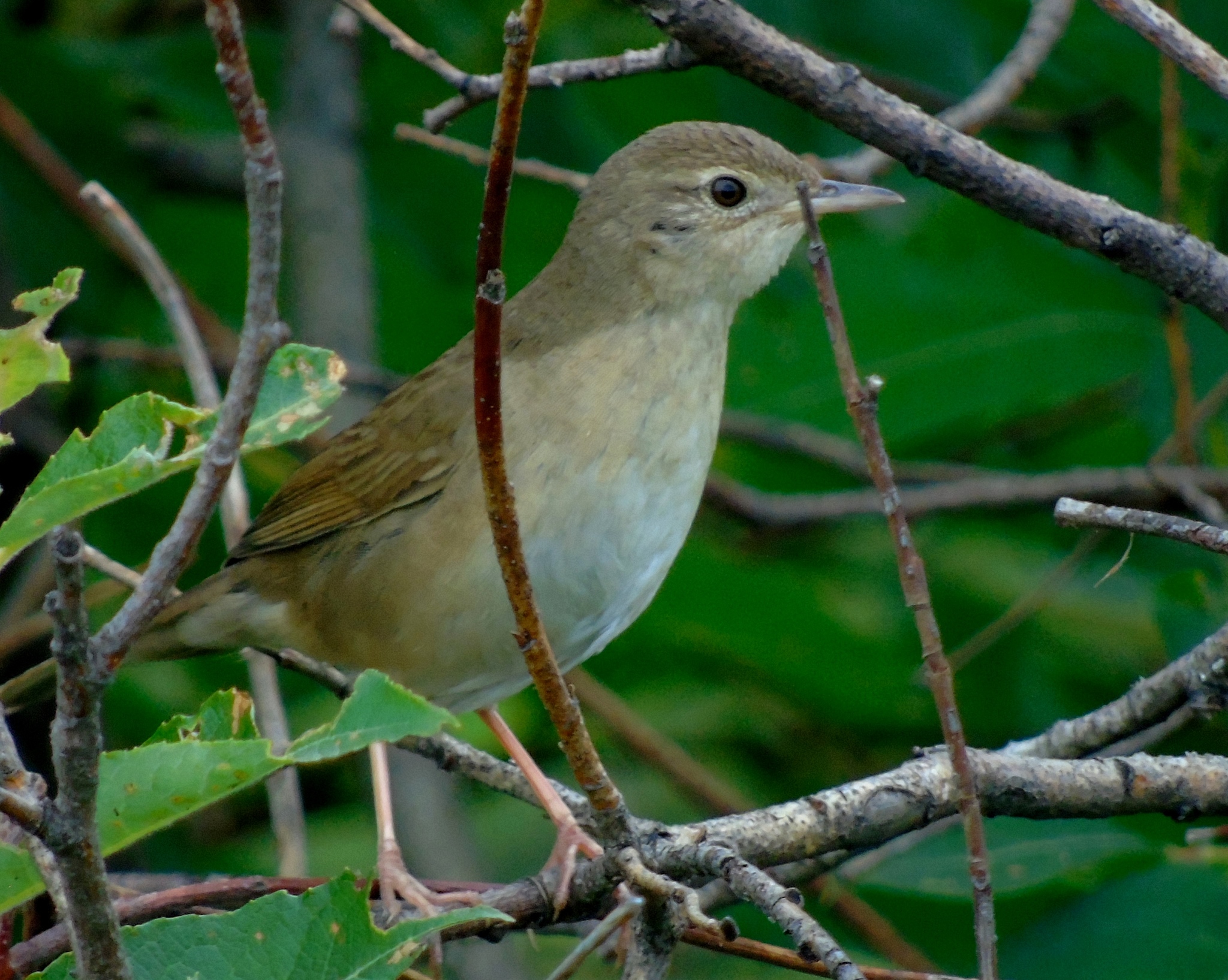 Chinese Bush Warbler