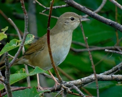 Chinese Bush-Warbler photo 4
