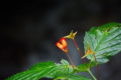 Begonia longirostris