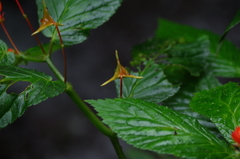Begonia longirostris