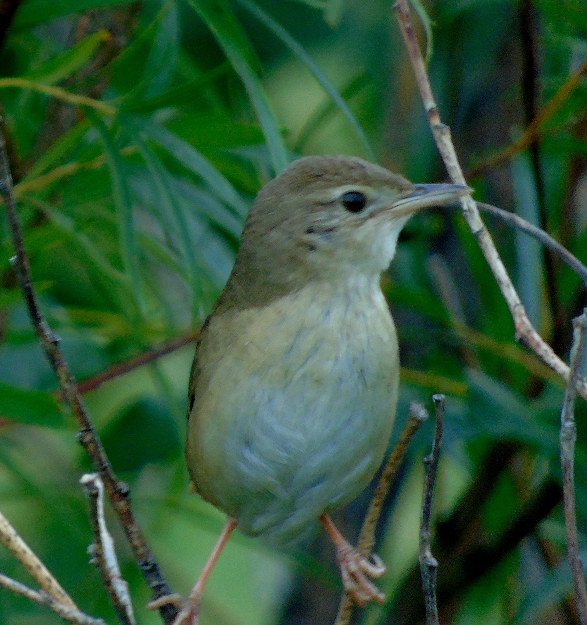 Chinese Bush Warbler