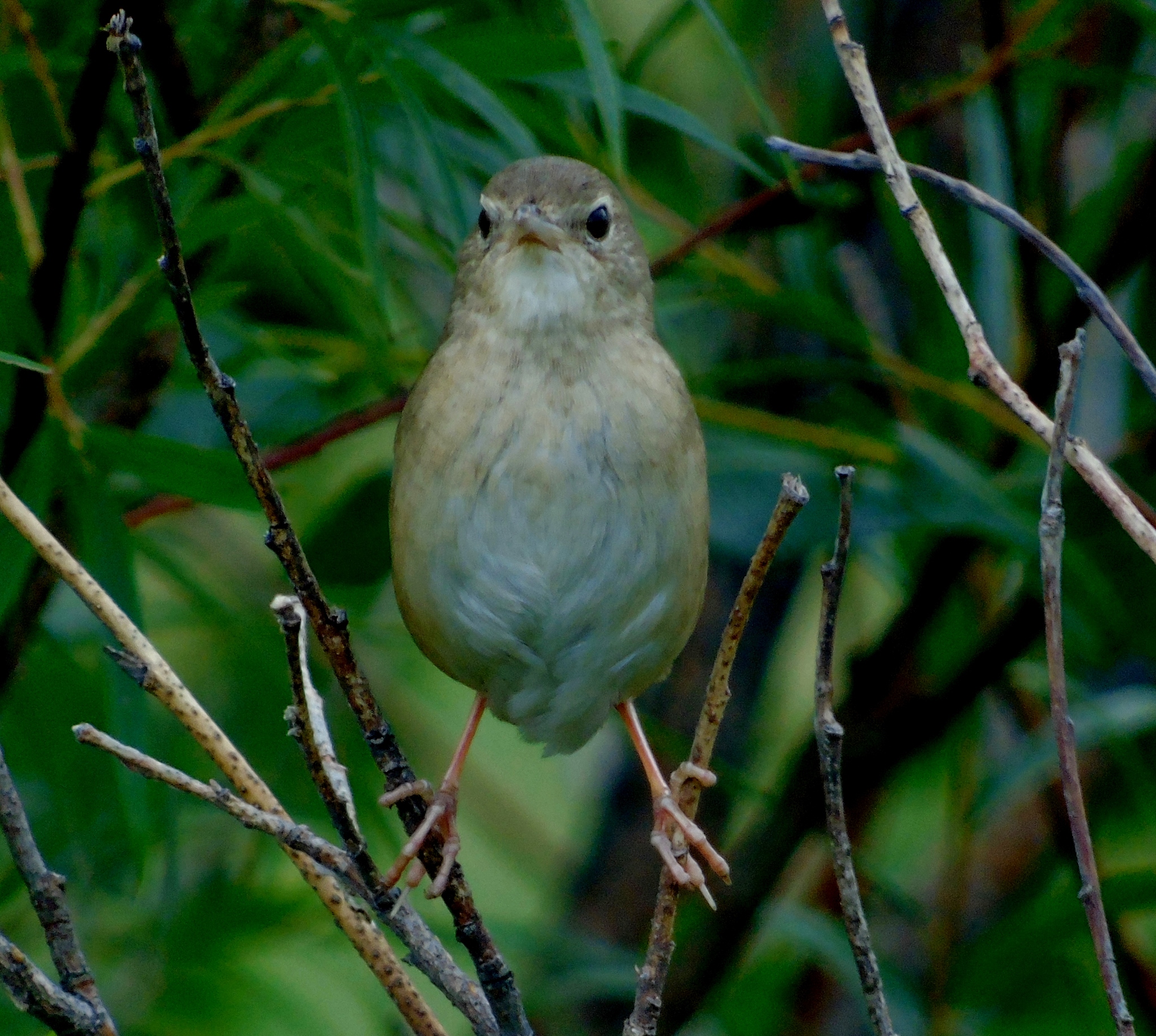 Chinese Bush Warbler