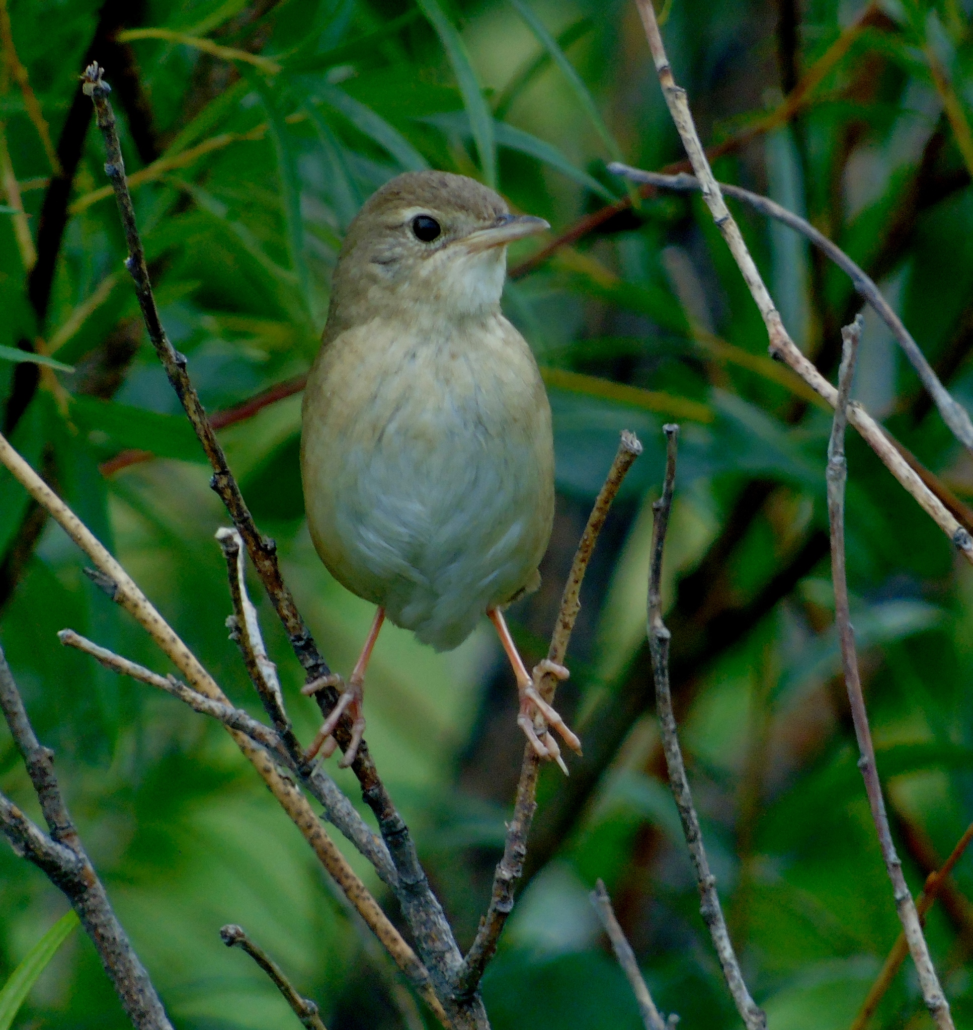 Chinese Bush Warbler