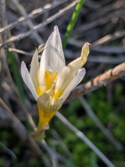 (c) Marios Thoma, some rights reserved (CC BY) Crocus veneris, photograph (c) Marios Thoma, some rights reserved (CC BY)