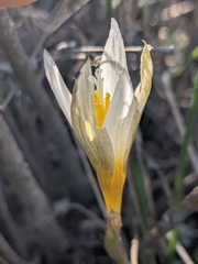 Crocus veneris