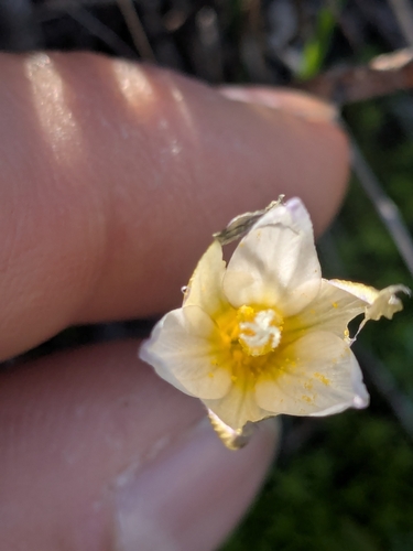 Crocus veneris, photograph 5