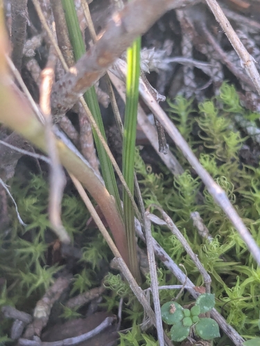 Crocus veneris, photograph 4