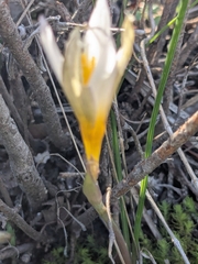 (c) Marios Thoma, some rights reserved (CC BY) Crocus veneris, photograph (c) Marios Thoma, some rights reserved (CC BY)