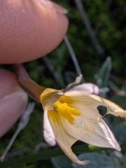 Crocus veneris, photograph (c) Marios Thoma, some rights reserved (CC BY)