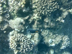 Acanthurus achilles