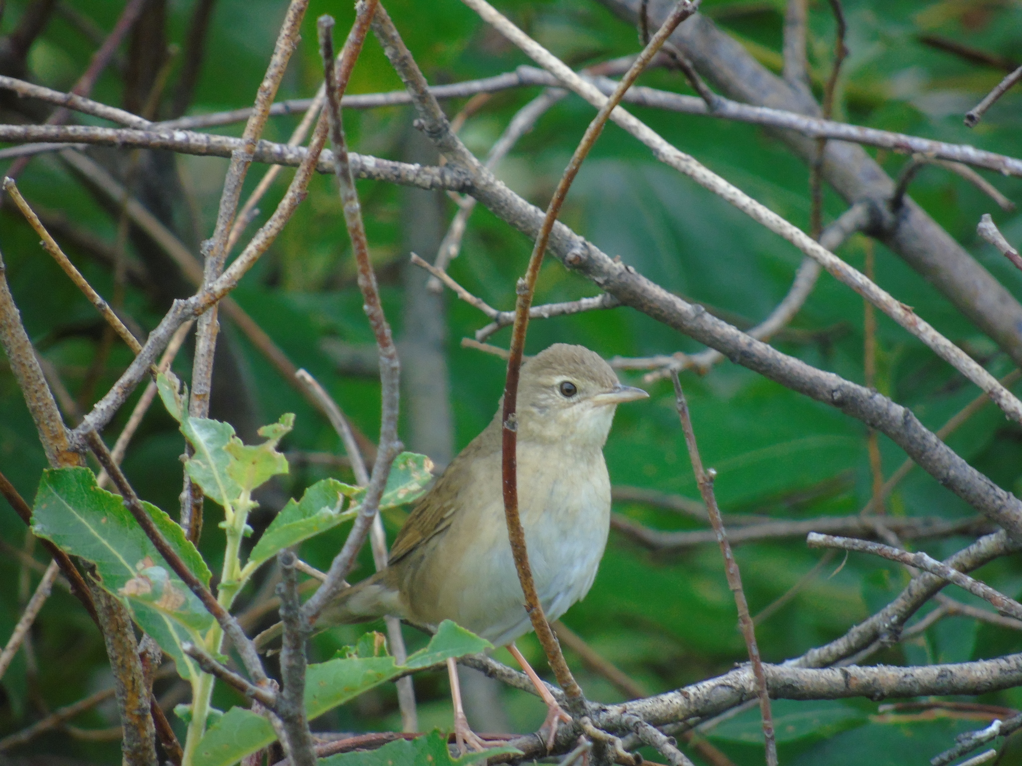 Chinese Bush Warbler