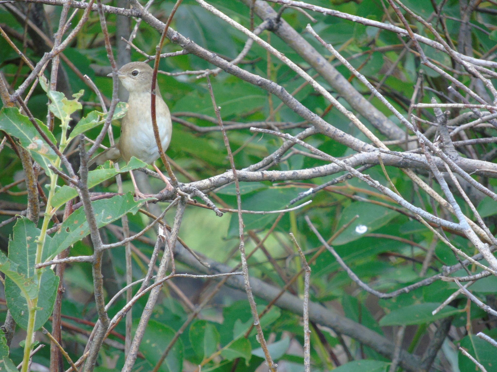 Chinese Bush Warbler