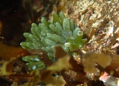 Sacoproteus smaragdinus