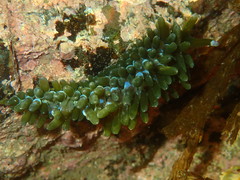 Sacoproteus smaragdinus