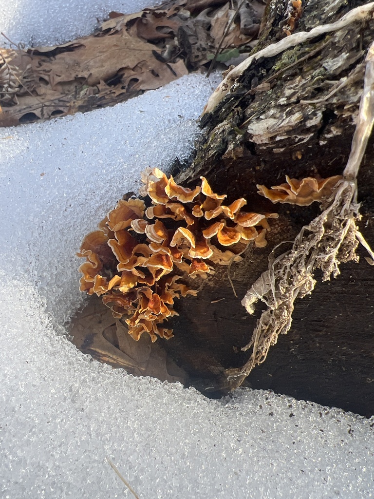 Stereum complicatum · February 2026 · photo: © nothingmidaboutthemidwest (iNaturalist, cc-by)
