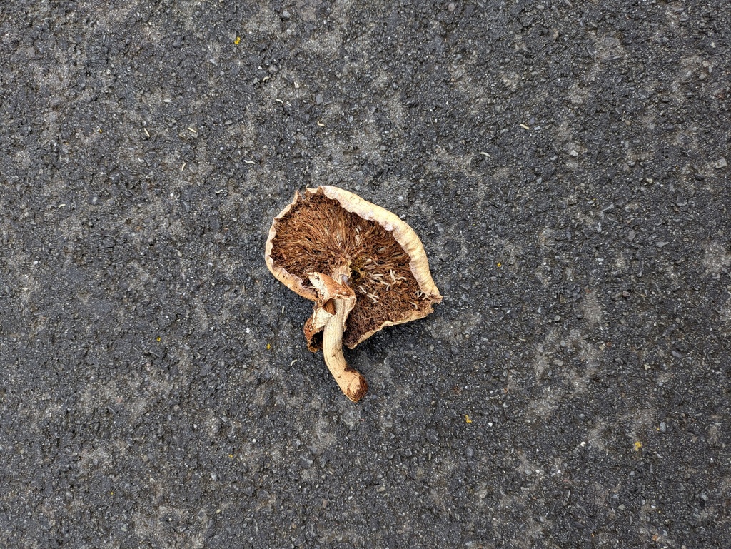 Cyclocybe parasitica · February 2026 · photo: © patricklam2 (iNaturalist, cc-by)